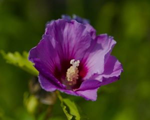 Превью обои гибискус, лепестки, цветок, листья, макро