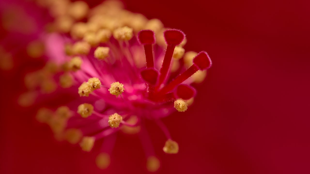 Обои гибискус, пыльца, цветок, макро, красный