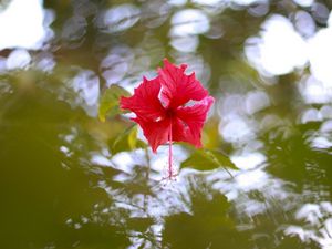 Превью обои гибискус, цветение, вода, блики