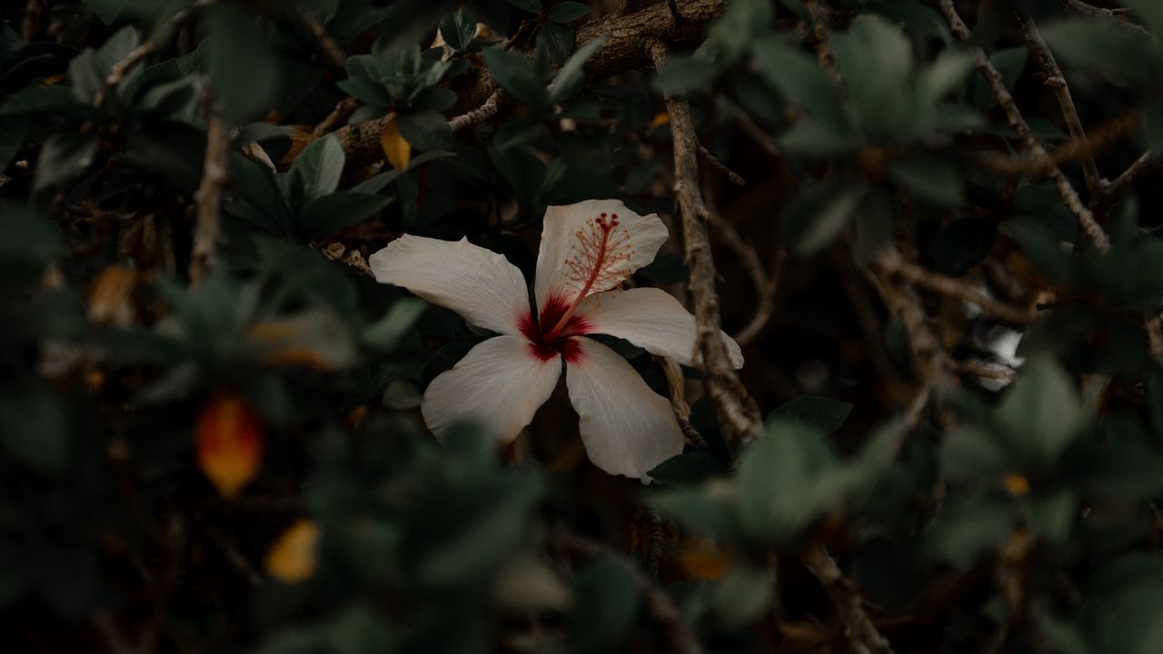 Обои гибискус, цветок, белый, ветки, листья