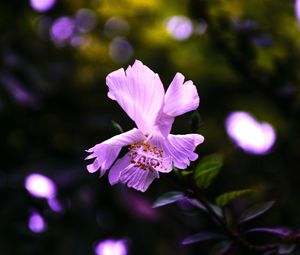 Превью обои гибискус, цветок, фиолетовый