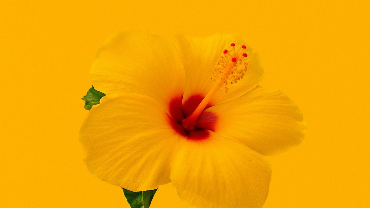Обои гибискус, цветок, желтый, минимализм