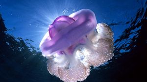 Превью обои гигантская медуза, тасмания, подводный мир