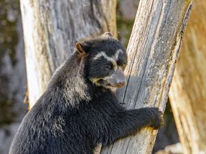 Превью обои гималайский медведь, медведь, животное, хищник