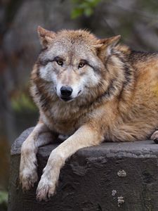 Превью обои гималайский волк, волк, хищник, животное