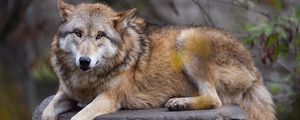Превью обои гималайский волк, волк, хищник, животное