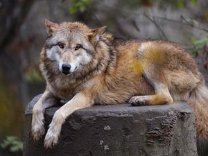 Превью обои гималайский волк, волк, хищник, животное