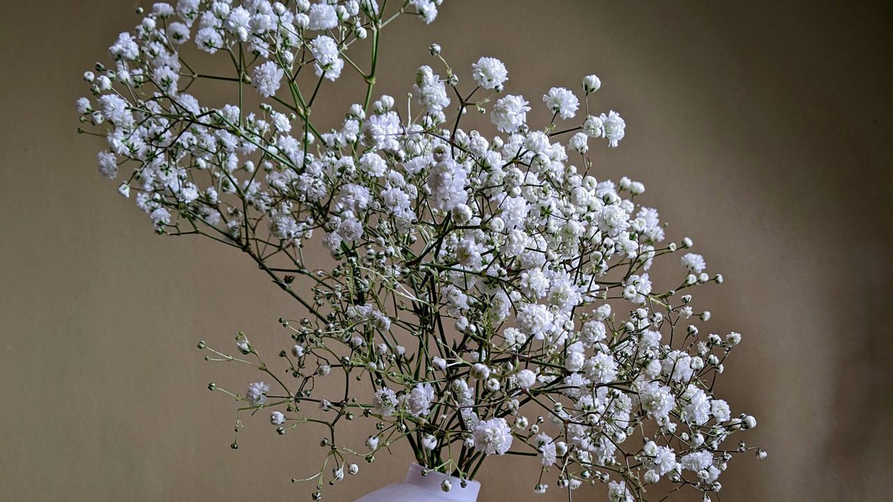Обои гипсофила, цветы, ваза, минимализм