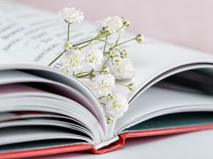Превью обои гипсофила, цветы, ветка, книга, страницы