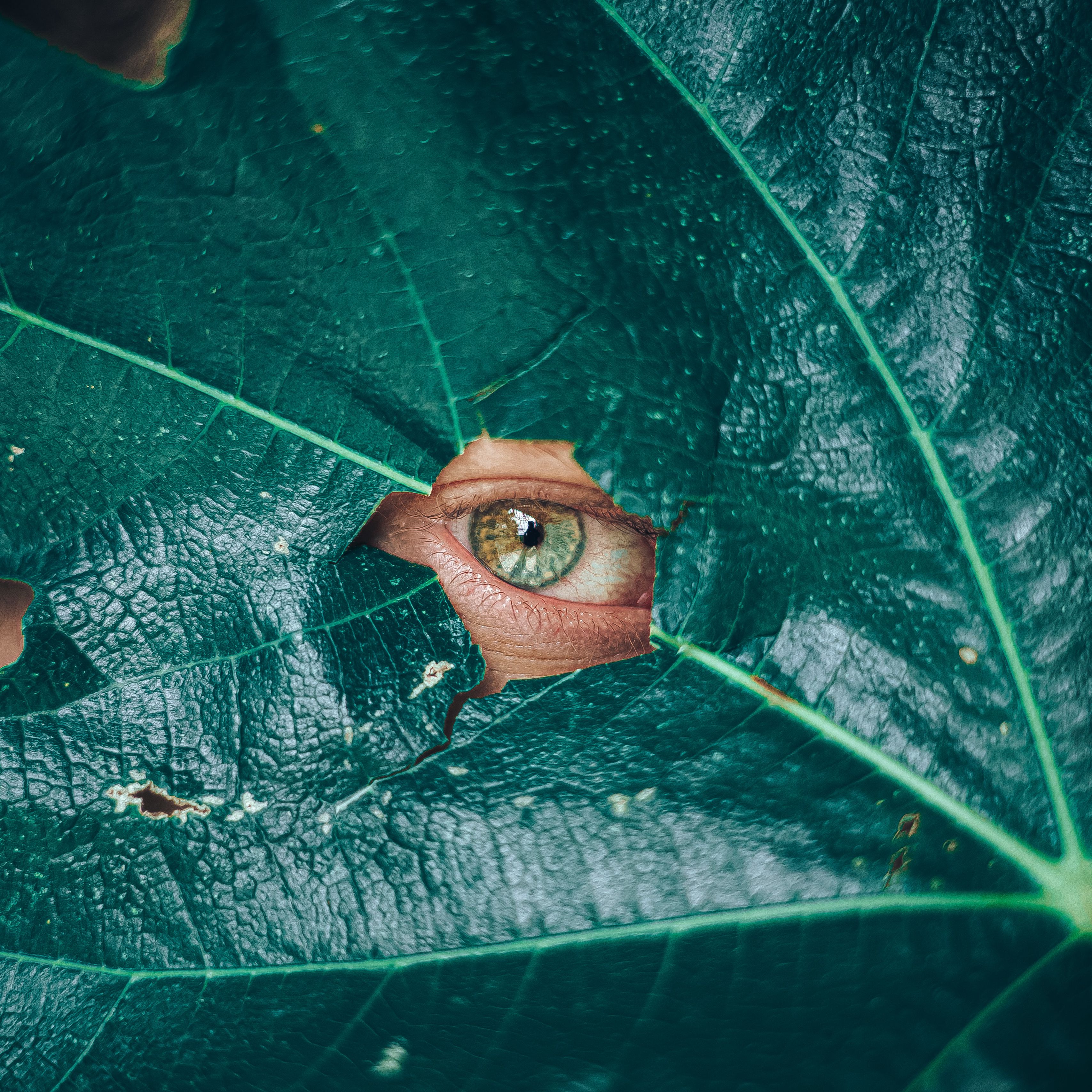 Please see the above. Лист с глазами. Глаза в листве. Листьев взгляд. Leaf глаза.