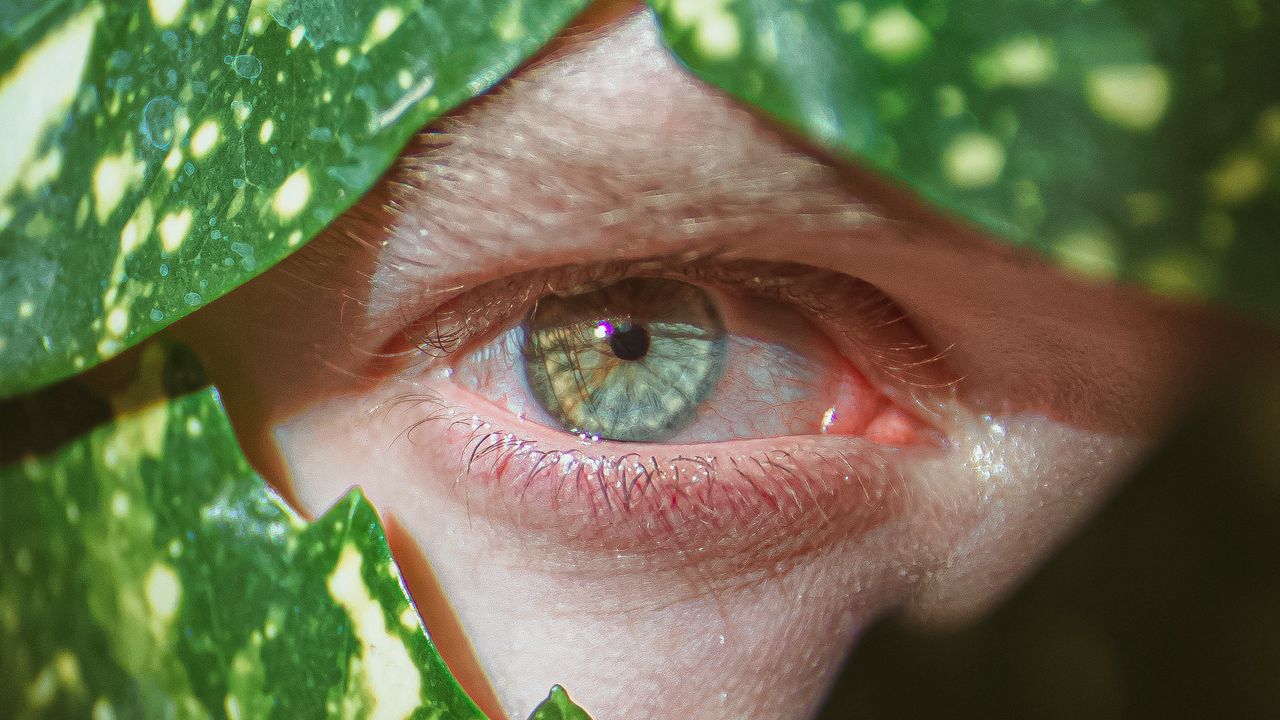 Обои глаз, зрачок, макро, листья