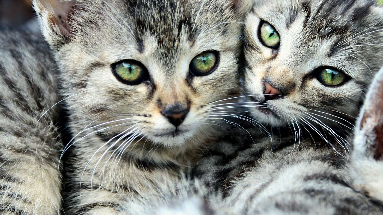 Обои глаза, двое, коты, усы, полосатый