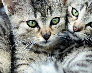 Превью обои глаза, двое, коты, усы, полосатый