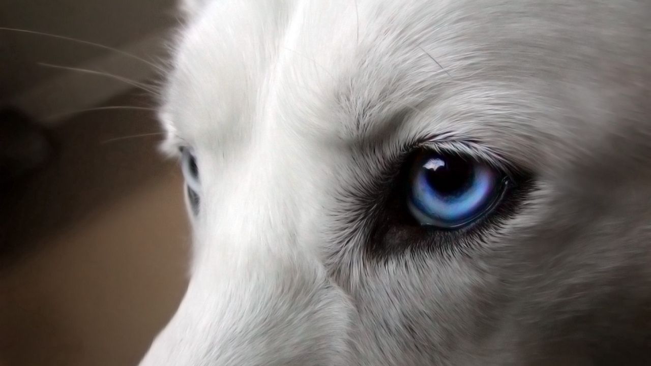 Обои глаза, собака, голубоглазый, шерсть