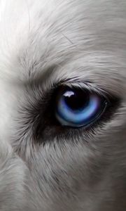 Превью обои глаза, собака, голубоглазый, шерсть