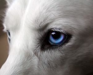 Превью обои глаза, собака, голубоглазый, шерсть