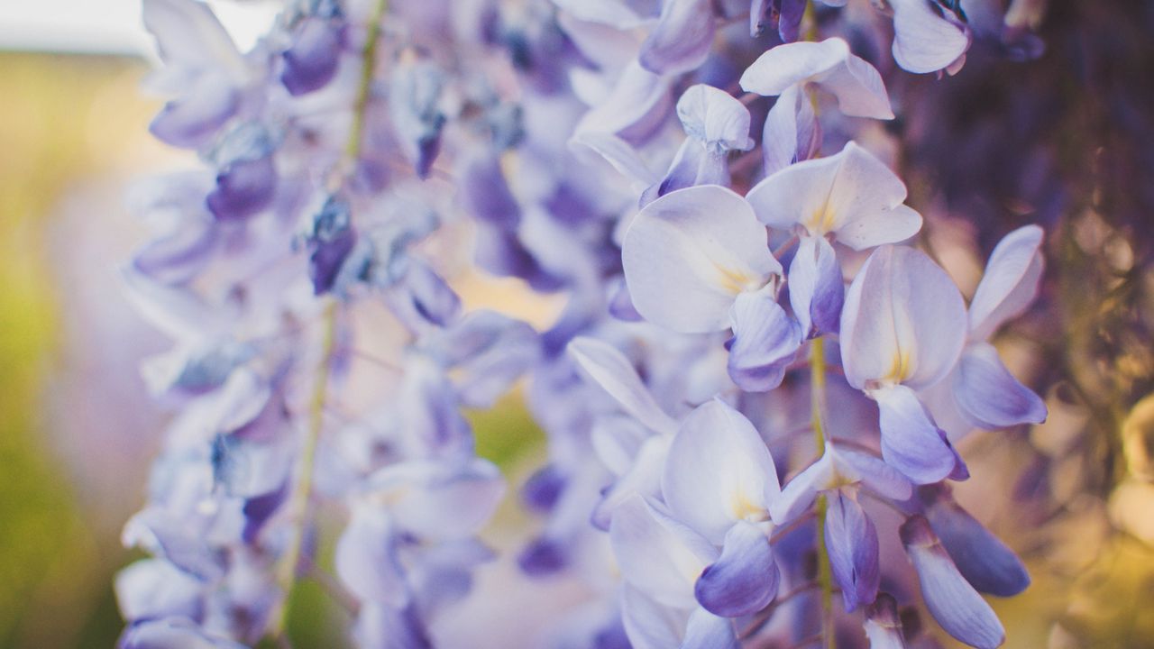 Обои глициния, цветы, фиолетовый, крупным планом