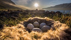 Превью обои гнездо, яйца, свет, трава