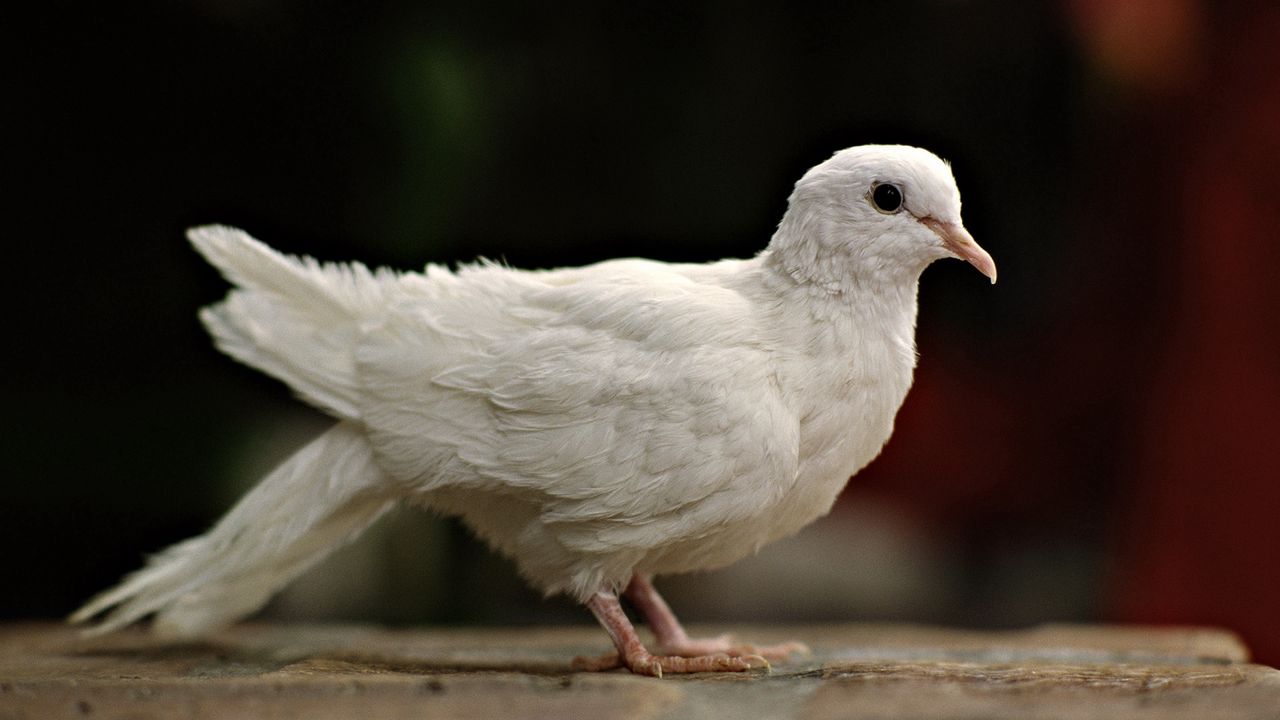 Обои голубь, белый, птица