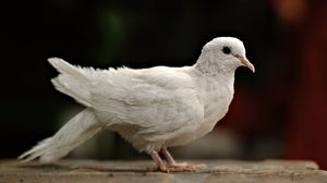 Превью обои голубь, белый, птица