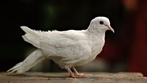 Превью обои голубь, белый, птица