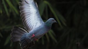 Превью обои голубь, полет, крыло, птица, размытие
