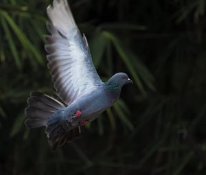 Превью обои голубь, полет, крыло, птица, размытие