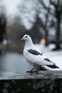 Превью обои голубь, птица, белый, размытость