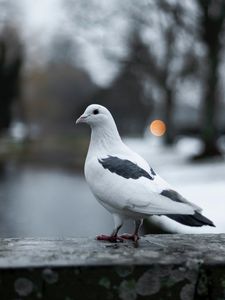 Превью обои голубь, птица, белый, размытость
