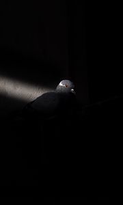 Превью обои голубь, птица, свет, черный