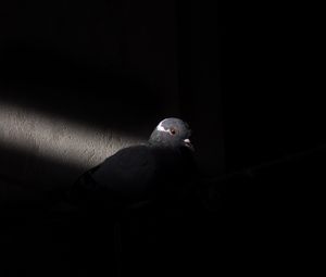Превью обои голубь, птица, свет, черный