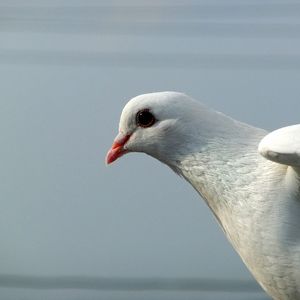 Превью обои голубь, птица, свет, перья