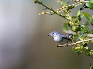 Превью обои голубая комароловка, птица, ветка, размытие