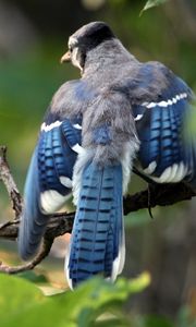 Превью обои голубая сойка, cyanocitta cristata, птица, ветка, листья, размытость, взмах