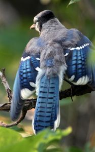 Превью обои голубая сойка, cyanocitta cristata, птица, ветка, листья, размытость, взмах