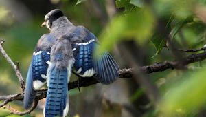 Превью обои голубая сойка, cyanocitta cristata, птица, ветка, листья, размытость, взмах