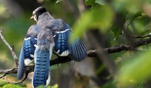 Превью обои голубая сойка, cyanocitta cristata, птица, ветка, листья, размытость, взмах