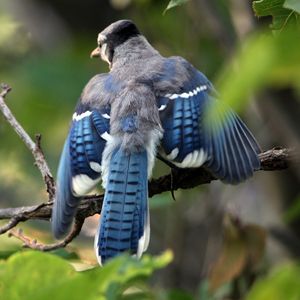 Превью обои голубая сойка, cyanocitta cristata, птица, ветка, листья, размытость, взмах