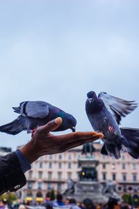 Превью обои голуби, кормление, рука