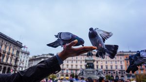 Превью обои голуби, кормление, рука