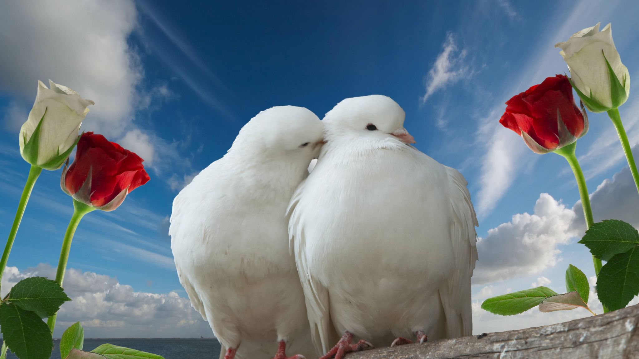 Два голубя. Пара белых голубей. Красивая заставка на телефон с голубем. Голуби в небе. Примета 2 голубя