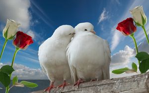 Превью обои голуби, пара, розы, небо, любовь
