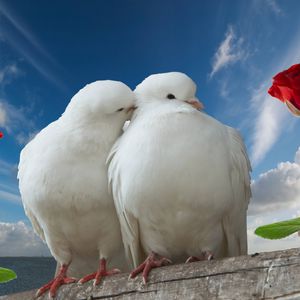 Превью обои голуби, пара, розы, небо, любовь