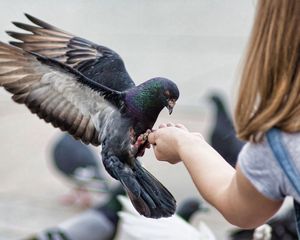 Превью обои голуби, птицы, кормление, взмах