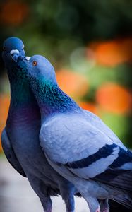Превью обои голуби, птицы, любовь, поцелуй