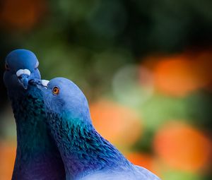 Превью обои голуби, птицы, любовь, поцелуй