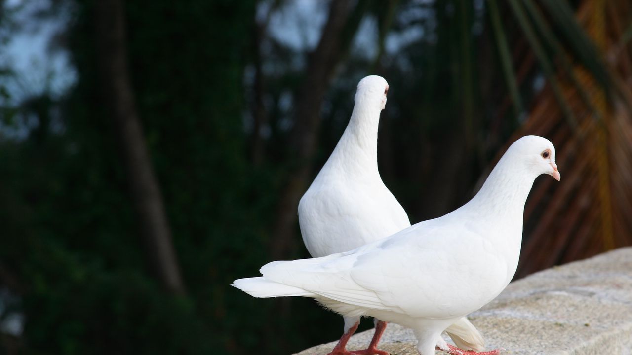 Обои голуби, птицы, пара, белоснежные