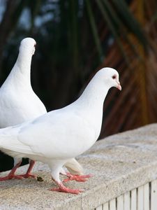 Превью обои голуби, птицы, пара, белоснежные