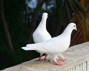 Превью обои голуби, птицы, пара, белоснежные