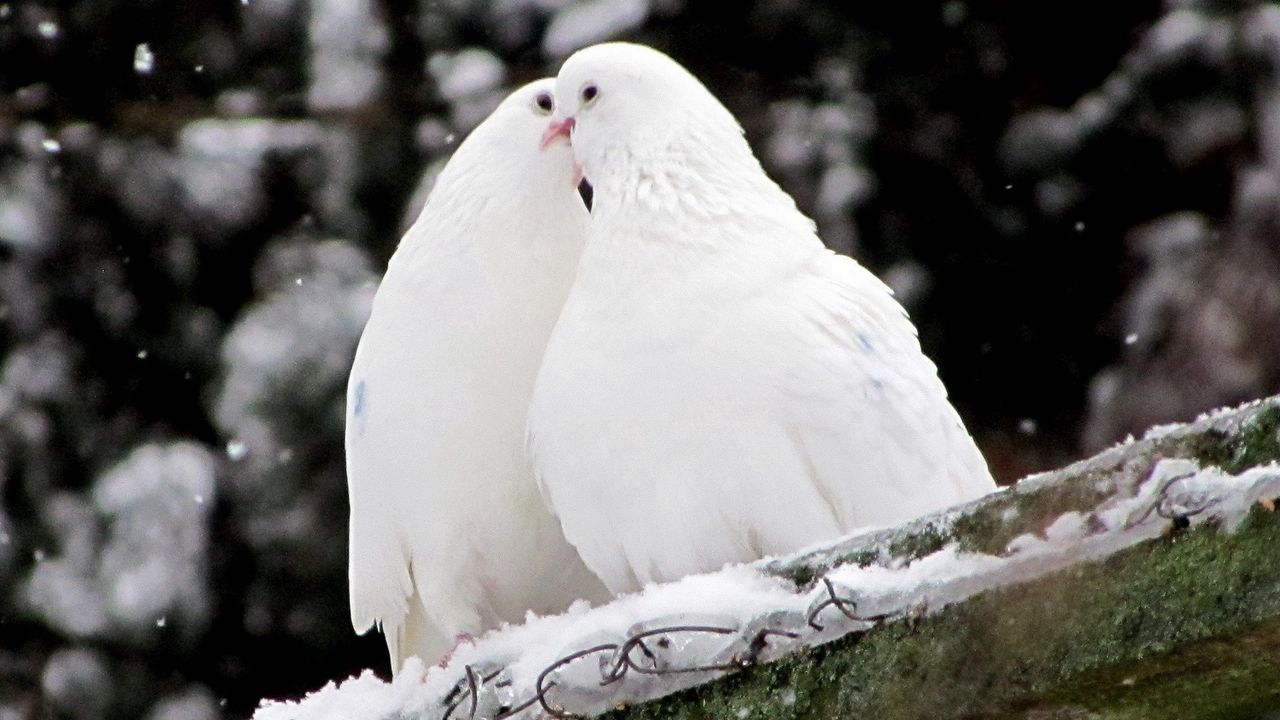 Обои голуби, птицы, перья, снег